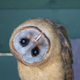 Illustration for article titled Owl Learns a New Word
